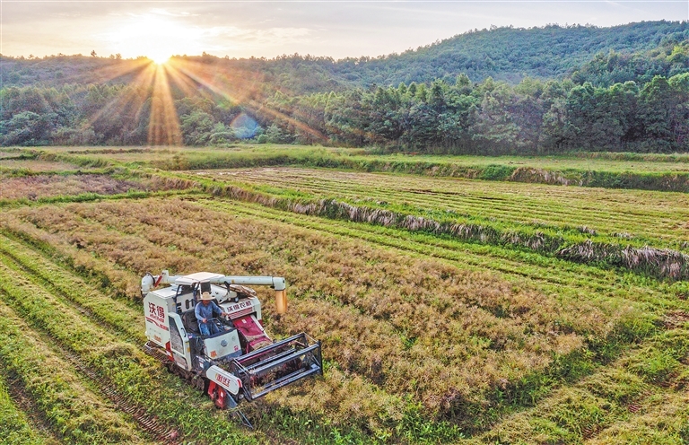 市九派城鄉(xiāng)集團下屬九派農墾公司2024年油菜籽銷售項目詢價公告